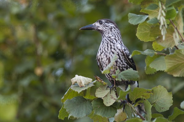 Nutcracker (Nucifraga caryocatactes)