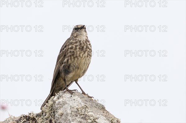 Rock Pipit (Anthus petrosal)