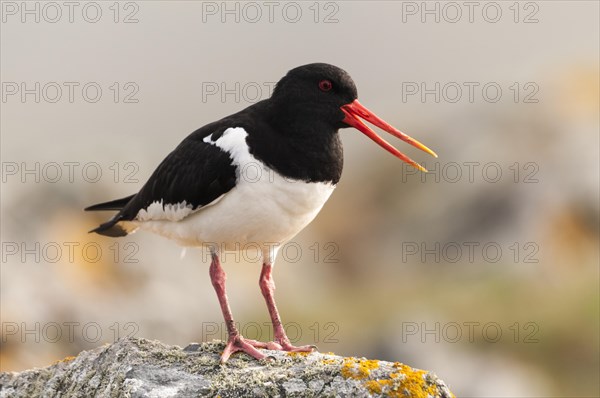 Eurasian Oystercatcher or Common Pied Oystercatcher (Haematopus ostralegus)