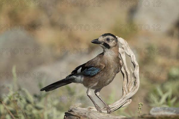 Eurasian Jay (Garrulus glandarius leucotis)