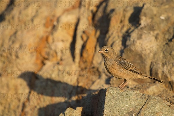 Cretzschmar's Bunting (Emberiza caesia)