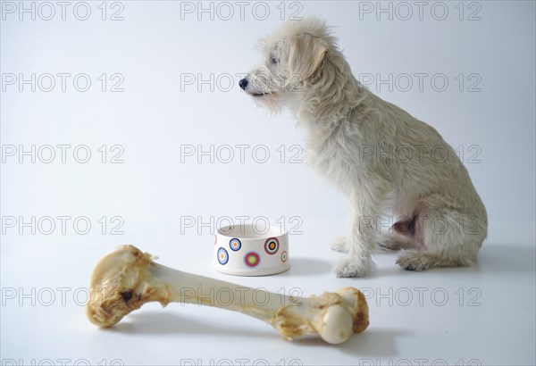 Terrier mix beside a bowl and a large dog bone