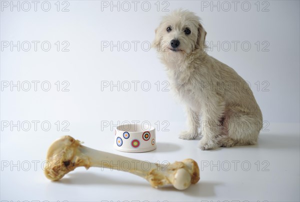 Terrier mix beside a bowl and a large dog bone