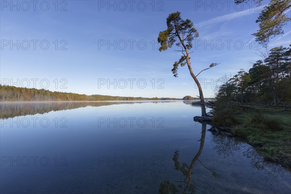 Scots Pine (Pinus sylvestris) on lake Grosser Ostersee