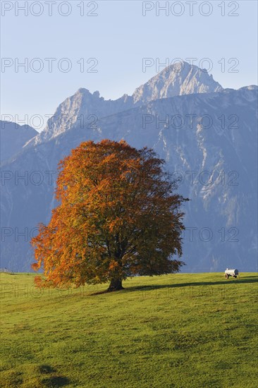 Autumnal Beech (Fagus sylvatica) in front of the Tannheim Mountains