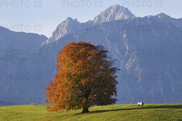 Autumnal Beech (Fagus sylvatica)