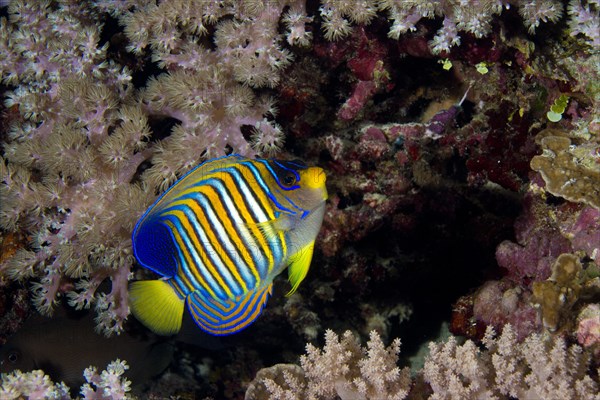 Regal Angelfish (Pygoplites diacanthus)