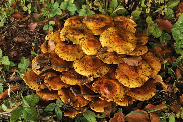 Clump of Pholiota Mushrooms (Pholiota jahnii) on a tree stump