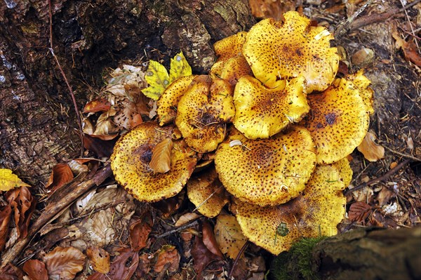 Clump of Pholiota Mushrooms (Pholiota jahnii) on a tree stump