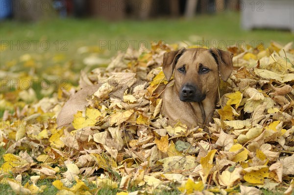 Mixed-breed Rhodesian Ridgeback lying in a pile of leaves