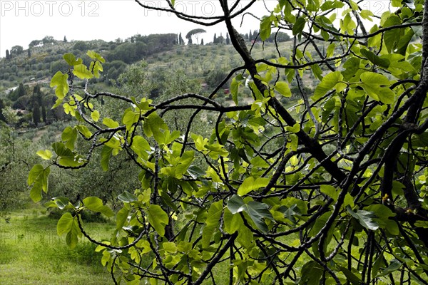 Old Fig tree (Ficus sp.)