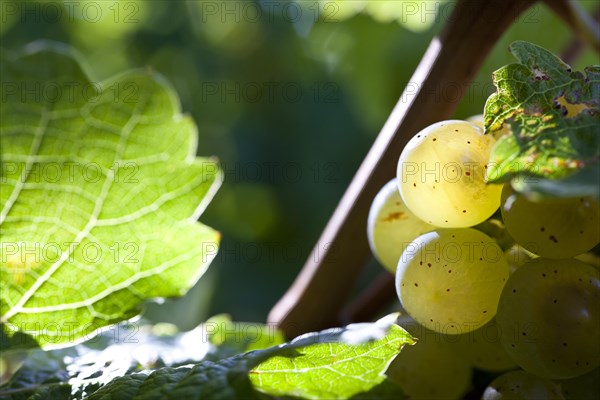 Ripe Riesling grapes