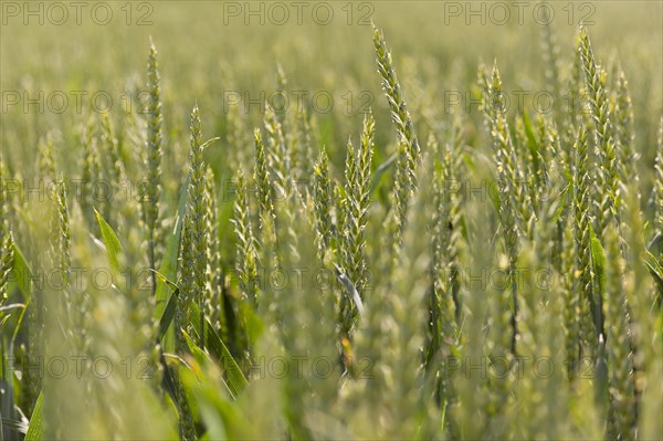 Wheat (Triticum)