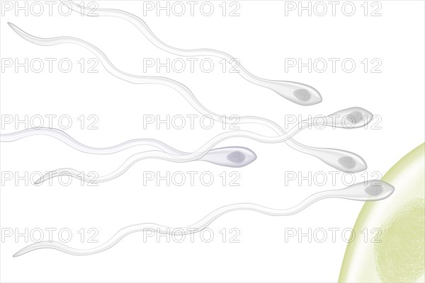 Sperm fertilizing an ovum