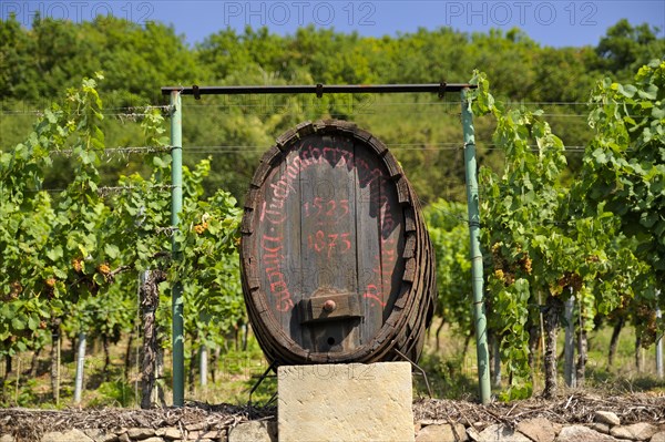 Wine barrel