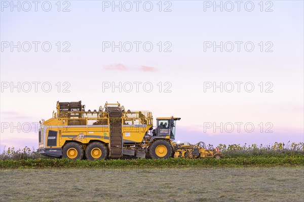 Sugar beet harvest