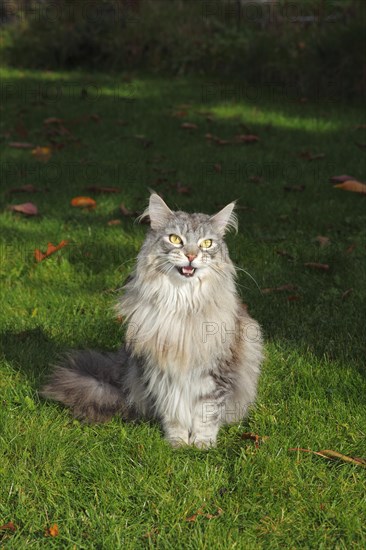 Maine Coon