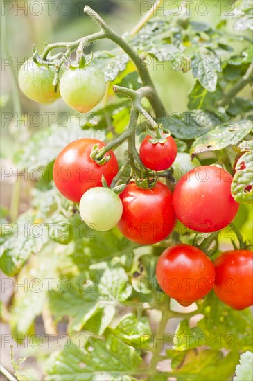 Organic tomatoes growing in a garden