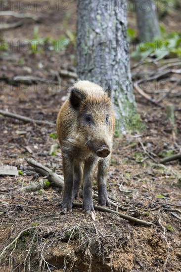 Wild boar (Sus scrofa)