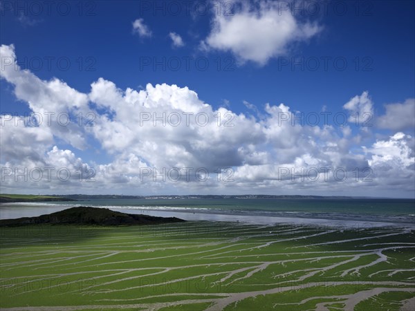 Sea Lettuce (Ulva armoricana)