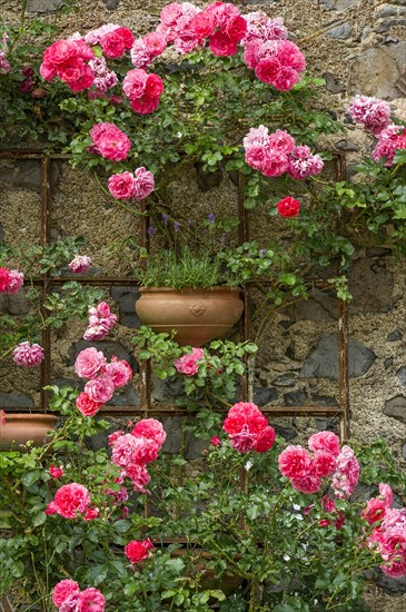 Rambler roses and lavender