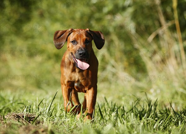 Rhodesian Ridgeback