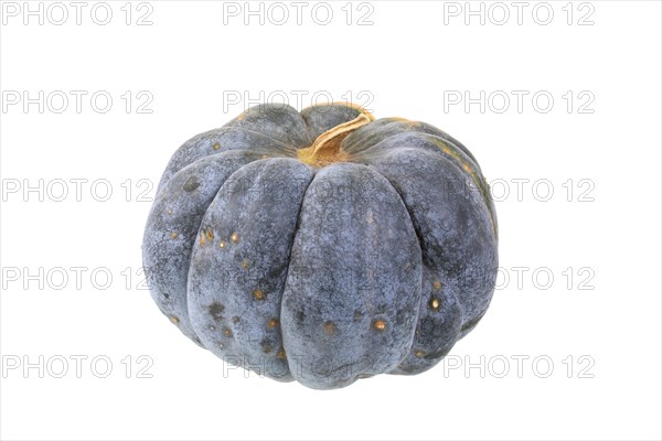 Squash