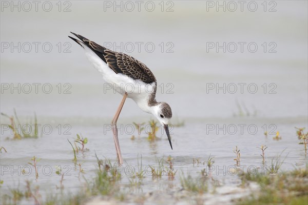 Black-winged Stilt (Himantopus himantopus)