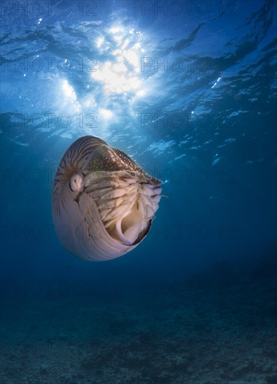 Nautilus (Nautilus belauensis)