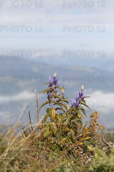 Willow Gentian (Gentiana asclepiadea)