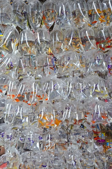 Packaged aquarium fish hanging outside a typical aquarium shop