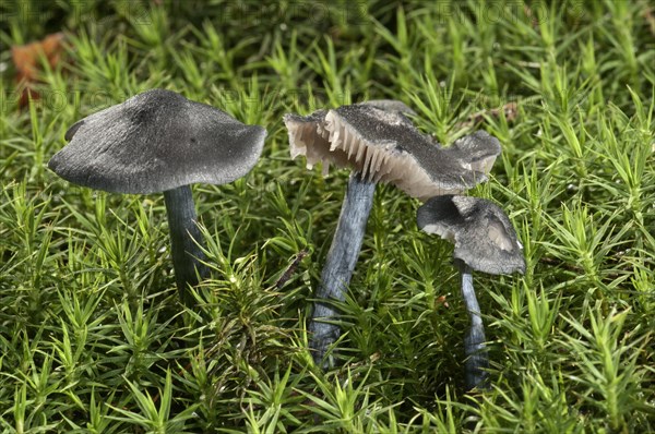 Steel-blue Entoloma (Entoloma nitidum)