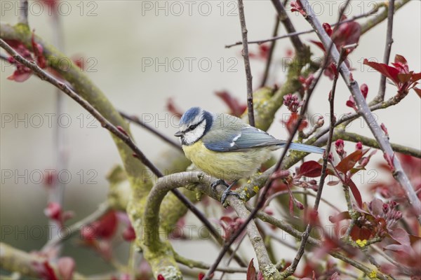 Blue Tit (Cyanistes caeruleus syn Parus caeruleus)