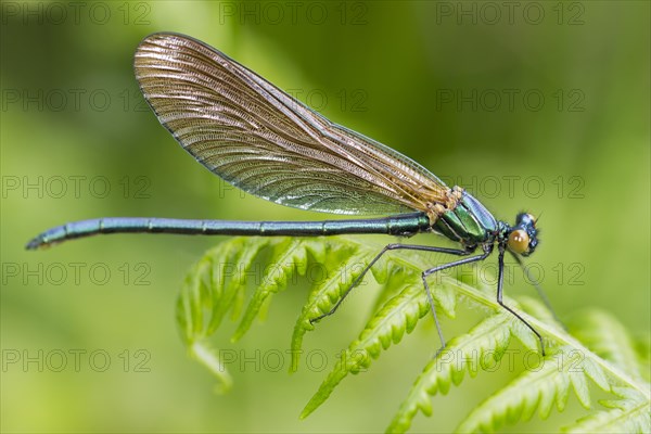 Demoiselle (Calopteryx virgo)