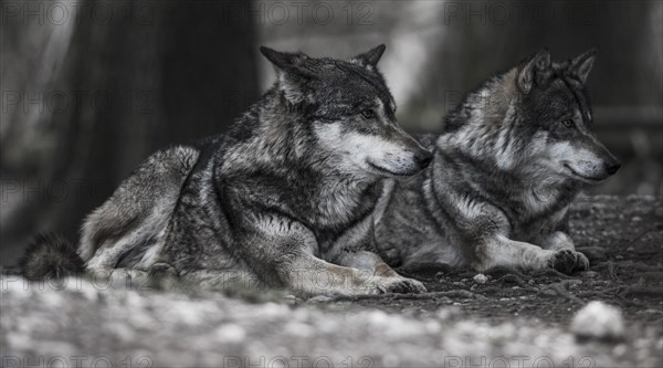 Two lying Gray Wolves (Canis lupus)