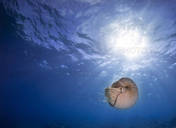 Nautilus (Nautilus belauensis)