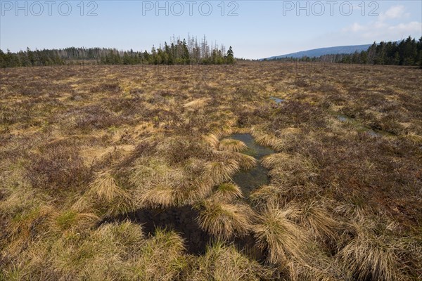 Grosses Torfhausmoor