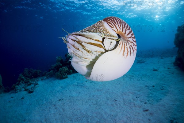 Nautilus (Nautilus belauensis)