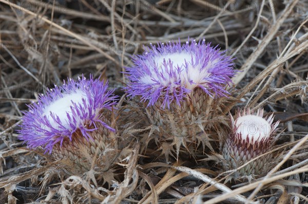 Stemless atractylis (Carlina gummifera)