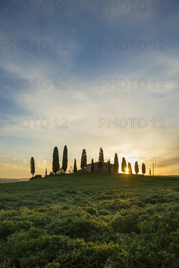 Farm with cypress trees