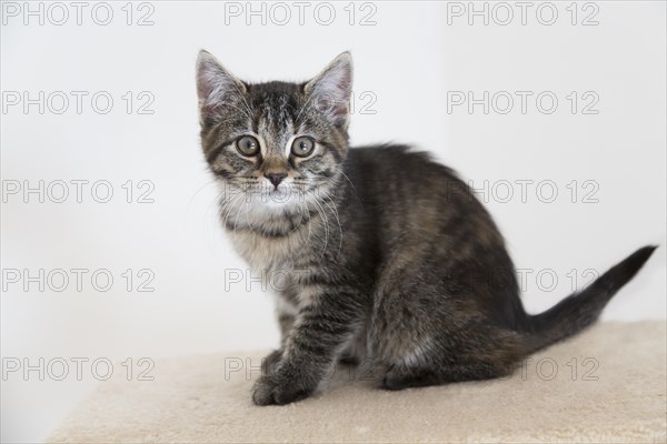 Young tabby domestic cat