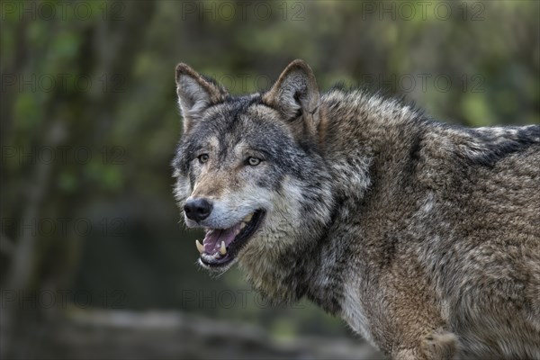 Gray Wolf (Canis lupus)