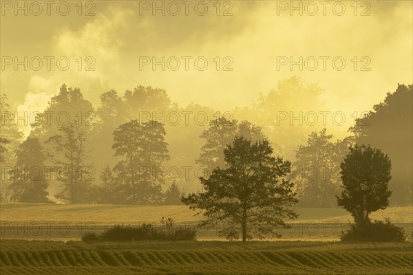 Meadows and trees in early fog