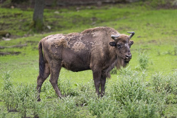 European Bison (Bison bonasus)