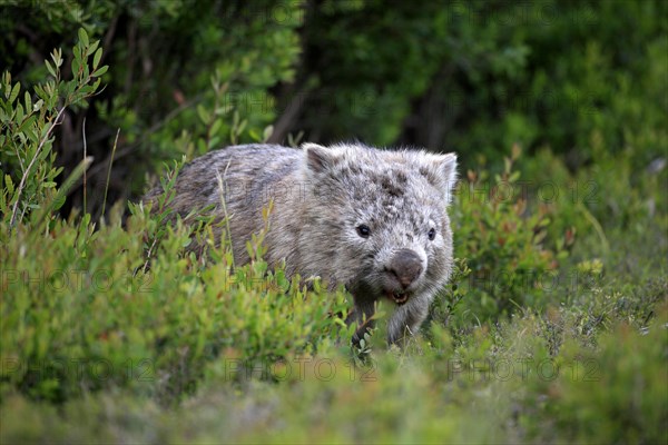 Common Wombat (Vombatus ursinus)