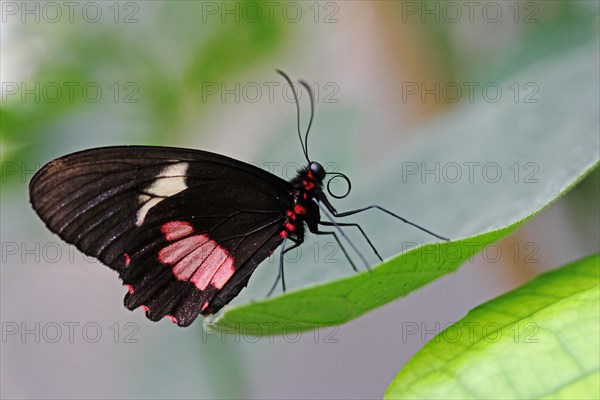 Iphidamas Cattleheart or Transandean Cattleheart (Parides iphidamas)