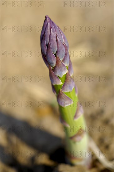 Fresh asparagus spear growing in a field