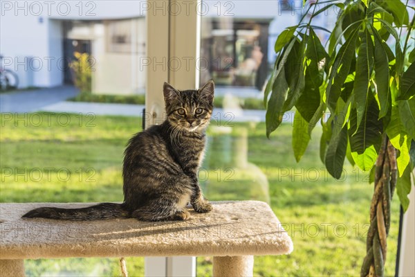 Young tabby domestic cat perched on a scratching post