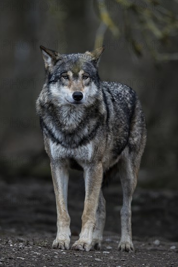 Gray Wolf (Canis lupus)