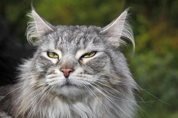 Maine Coon